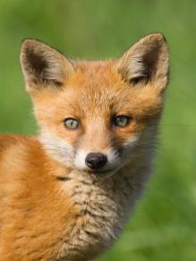 Photo of fox