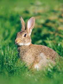 Photo of rabbit