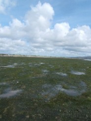Tralee Bay Zostera Bed