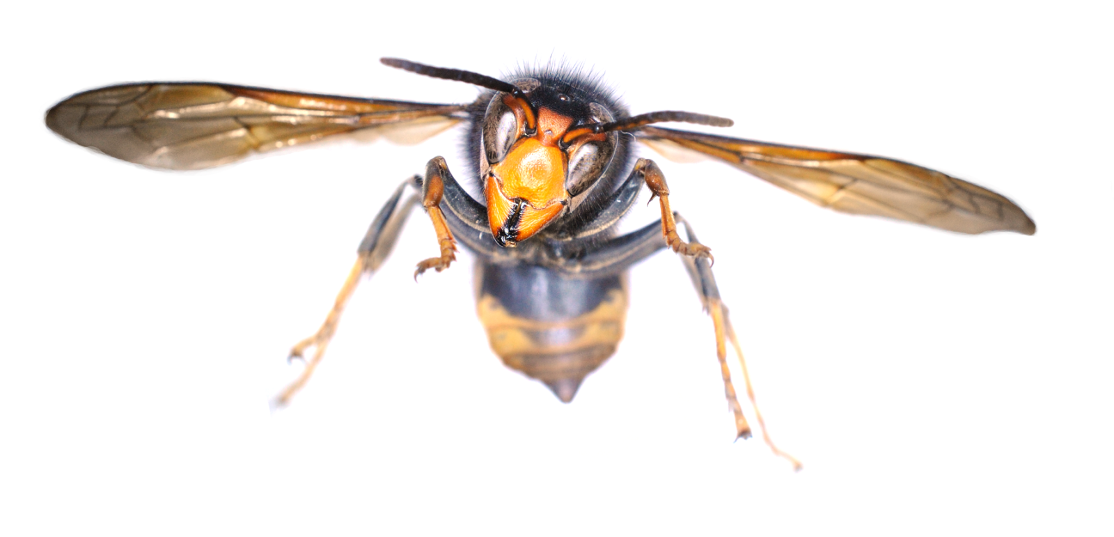 Asian hormet Vespa velutina