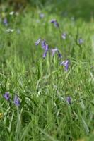 Bluebells