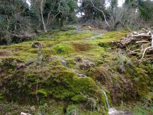 Petrifying spring, Meath