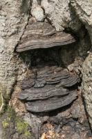 Bracket fungi