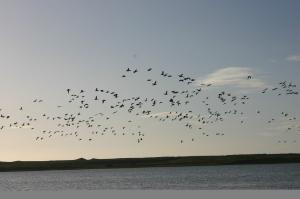 Brent Geese at Lacken, Ballyteige