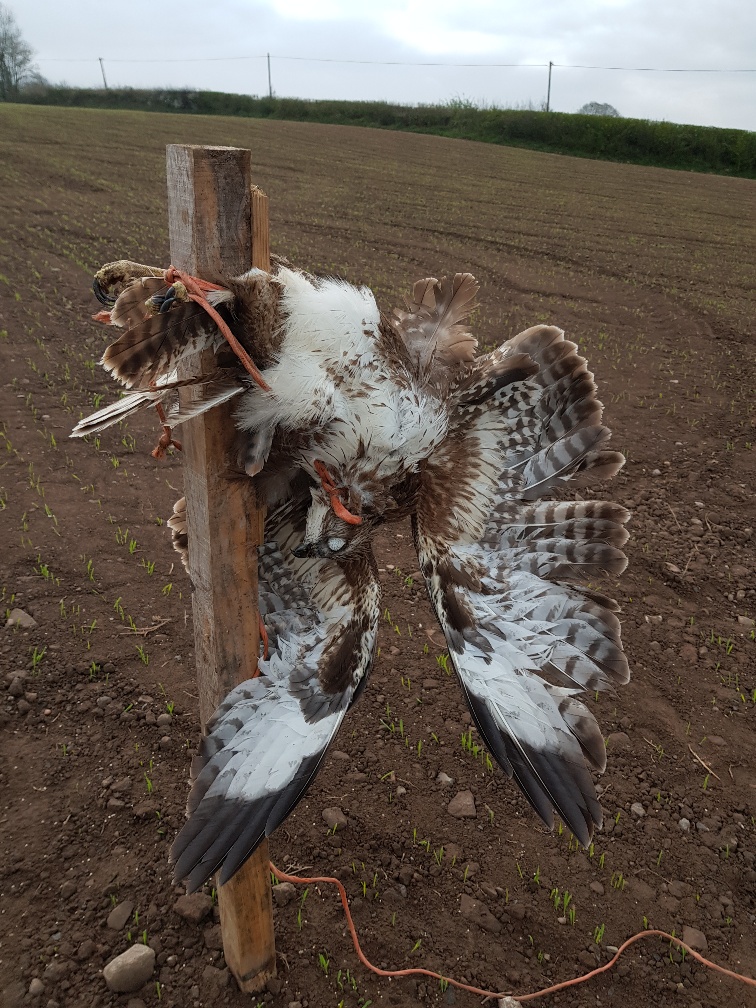 Buzzard Strung to Post