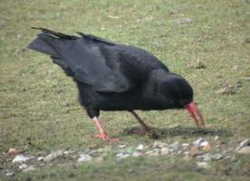 Sheskinmore NR - Chough on Short turf