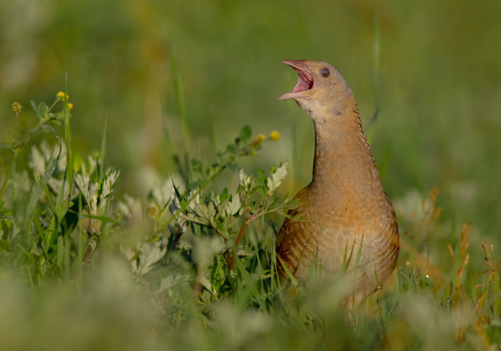 Corncrake in meadow