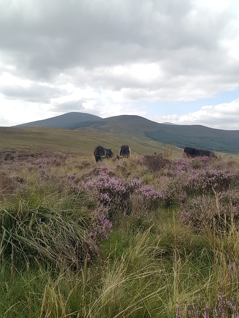 Cow Grazing