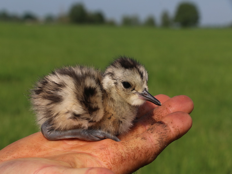 Image of Curlew Chick