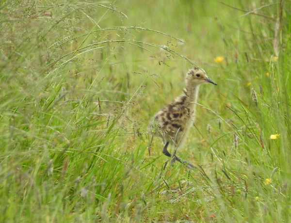 curlew chick at 5 days