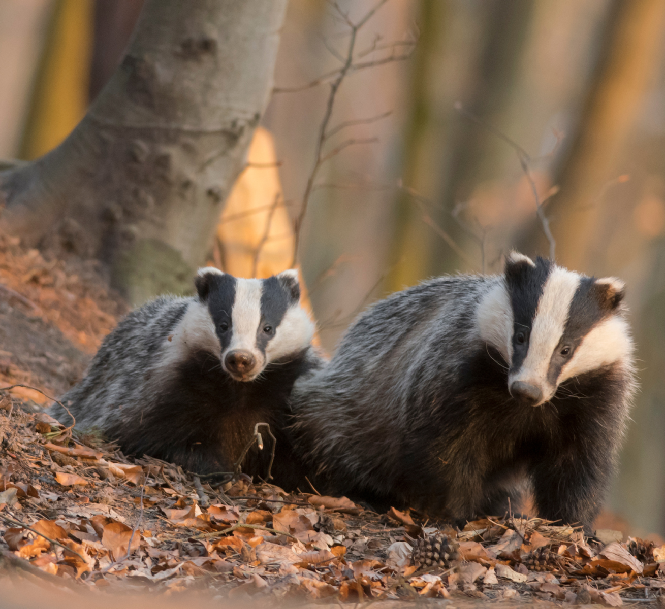 Badger