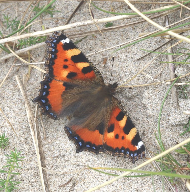 Butterfly