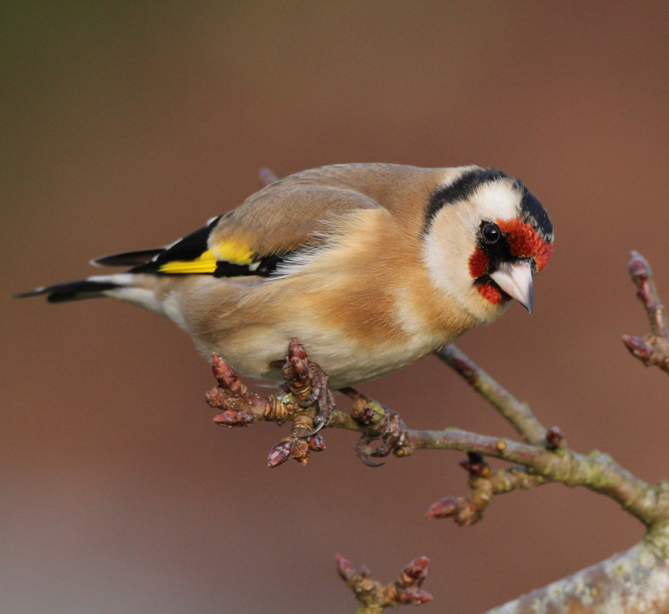 Goldfinch