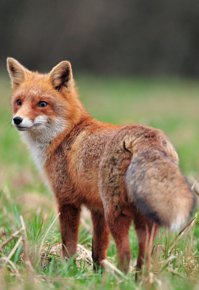 Irish Fox