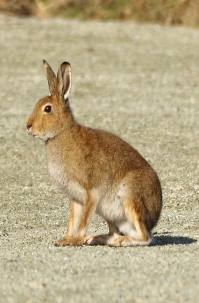 Hares