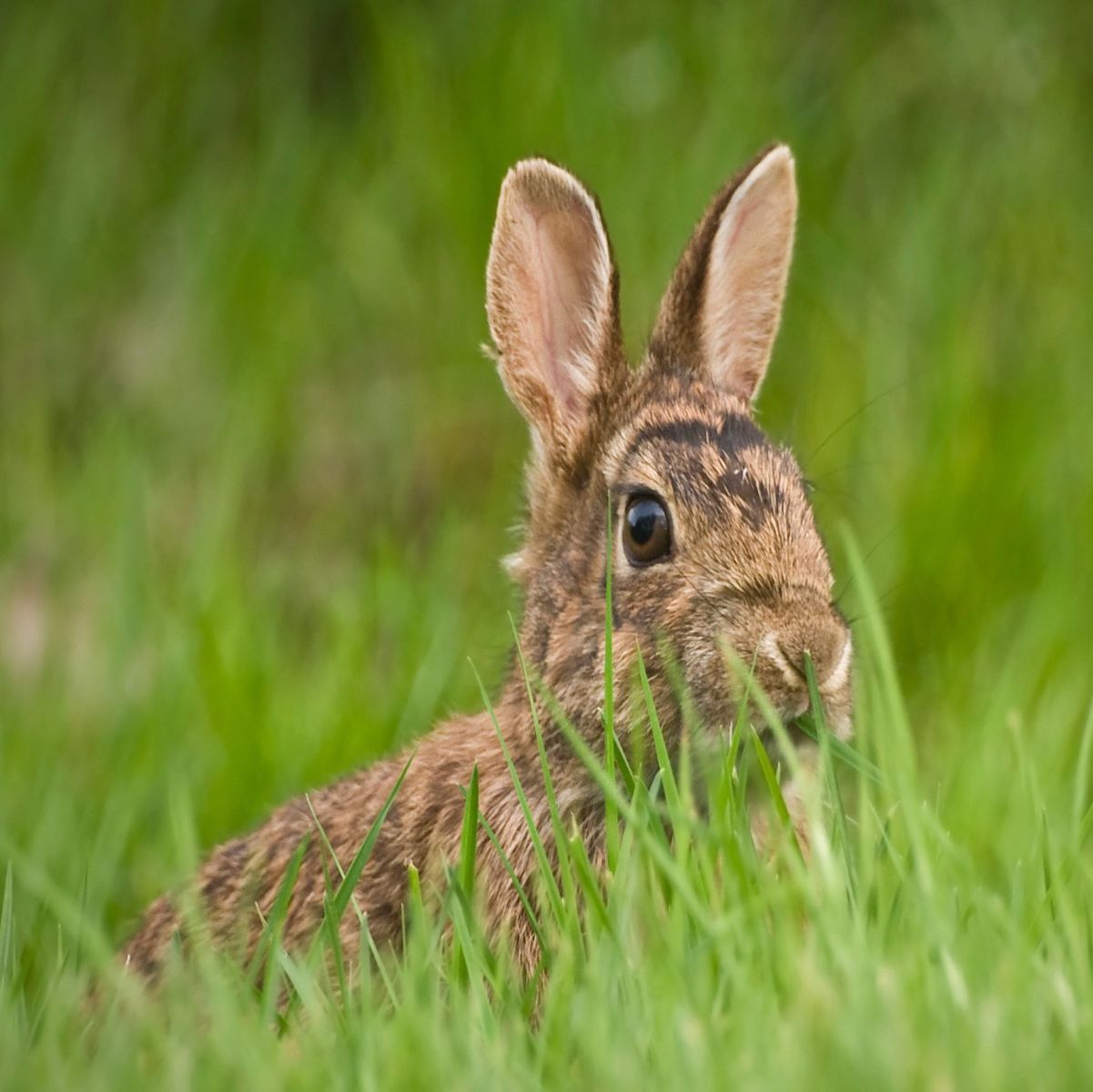 Rabbit