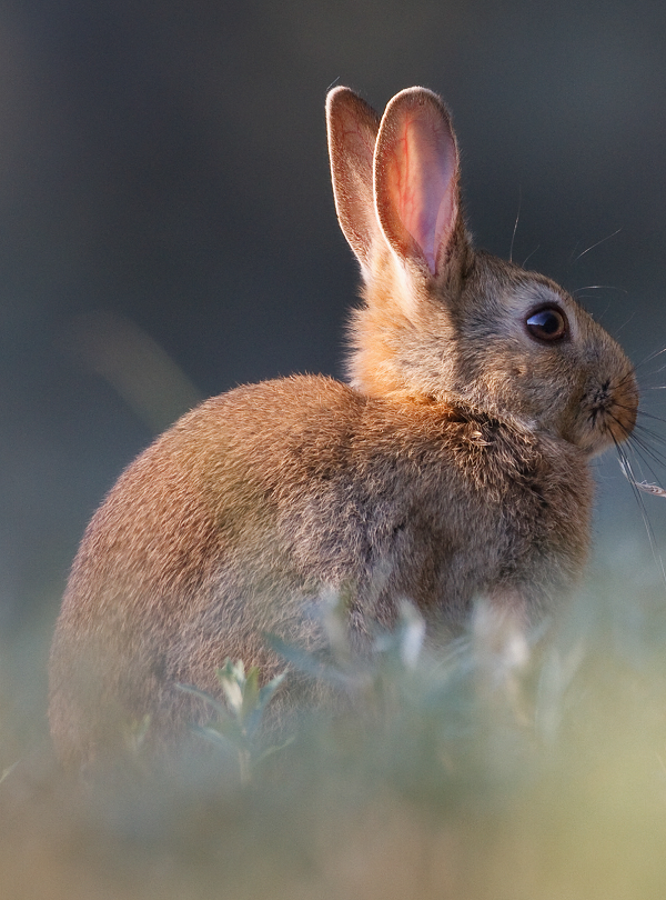 Rabbit