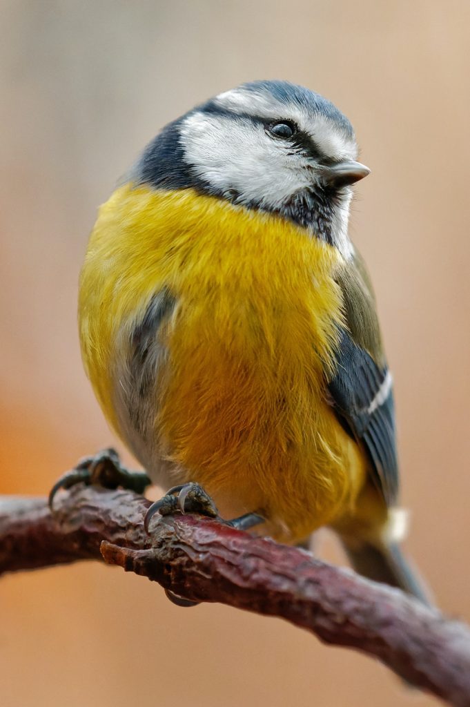 garden bird