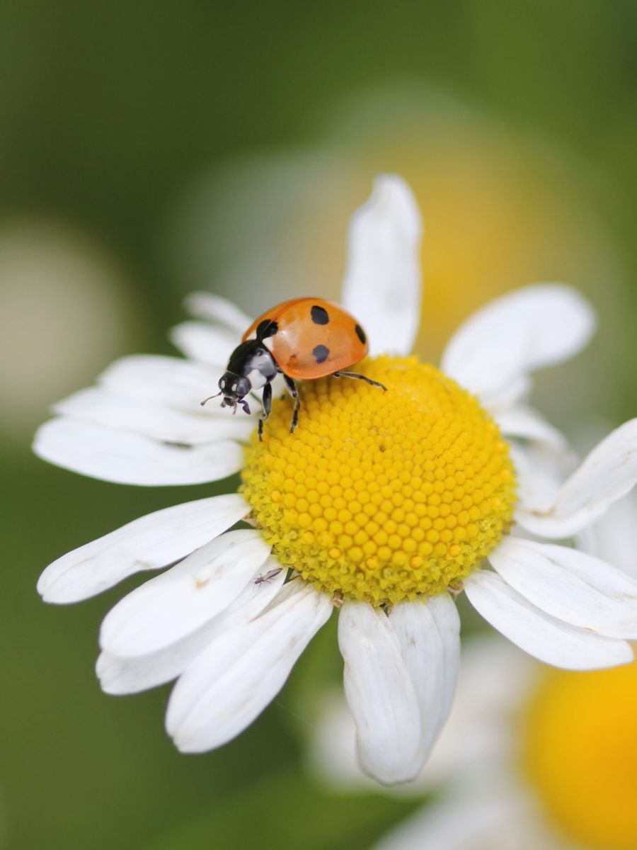a ladybird
