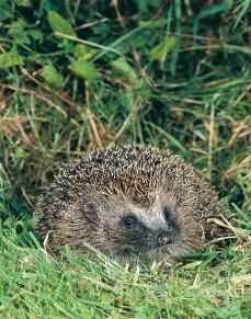 Photo of hedgehog