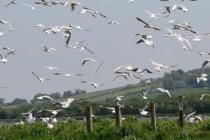 Inch NR Birds in flight