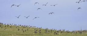 Ballygilgan NR birds in flight