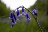 Union wood - Bluebell