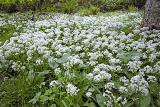 Union Wood - wild garlic