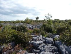 Limestone Pavement - Lough Mask