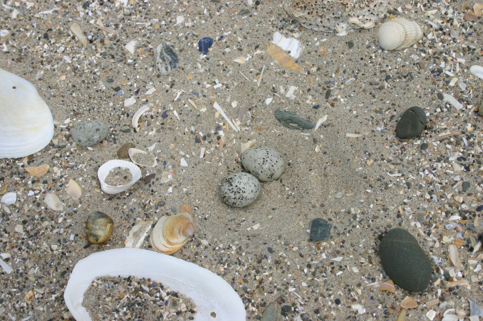 Little Tern Eggs