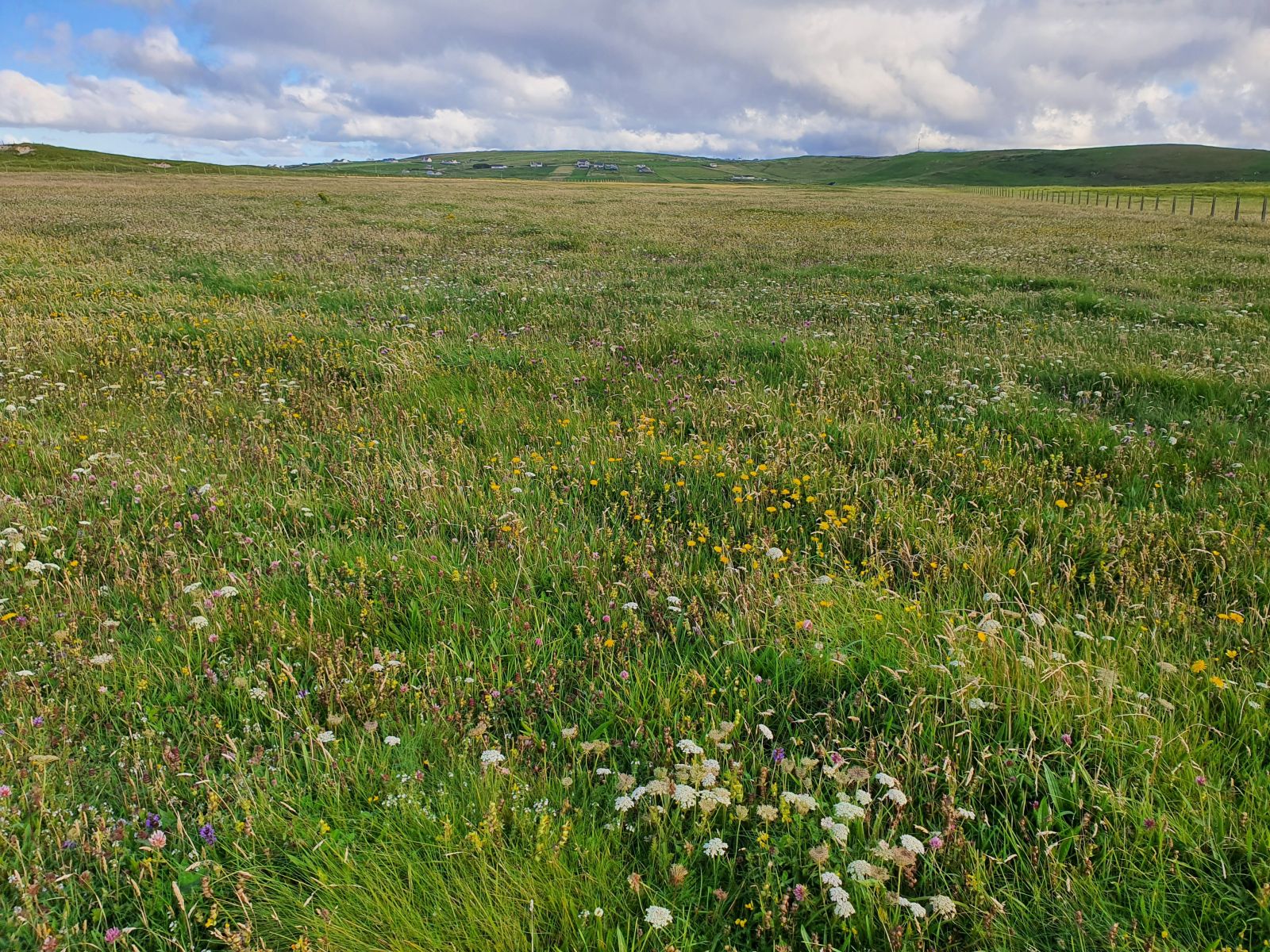 Machair Habitat