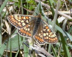 Sheskinmore NR - Marsh Fritillary