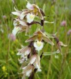 Sheskinmore NR - Marsh Helleborine