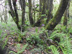 Photo of coppice ring, Maryfort