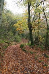 Woodland path