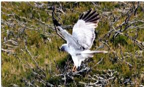 Slieve Bloom NR - male hen harrier