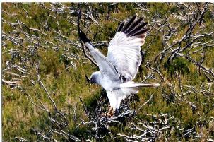 Slieve Bloom NR- male hen harrier