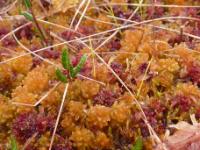 Sphagnum