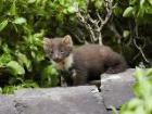 Union Wood - pine marten