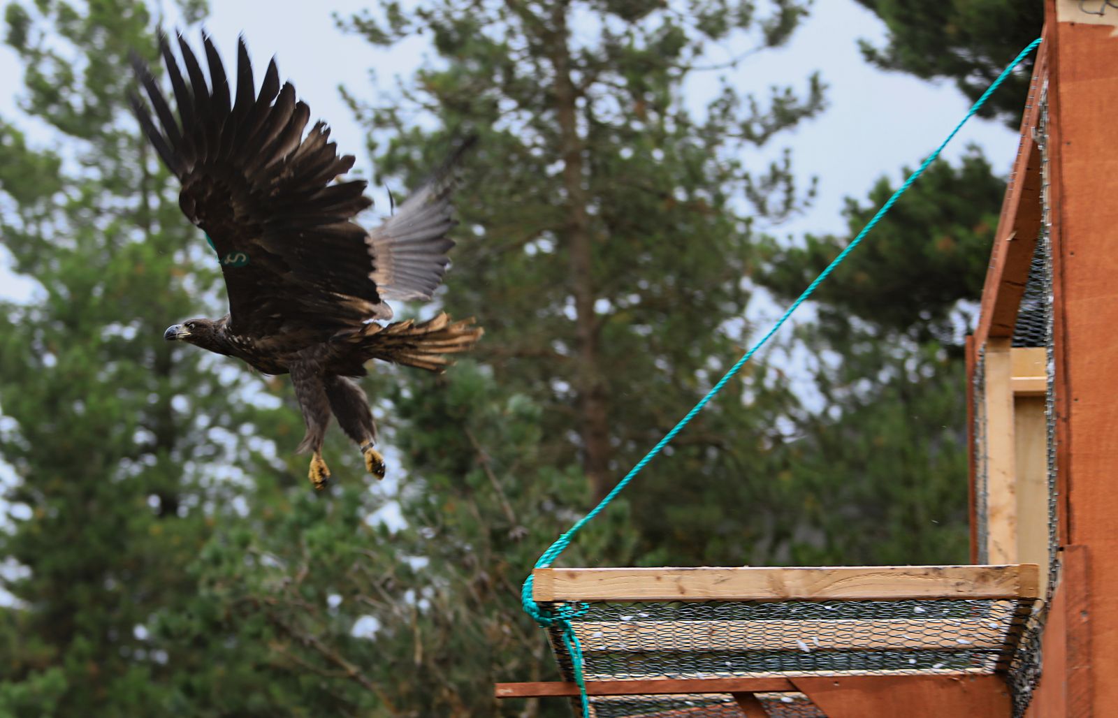 White Tailed Eagle in Flight