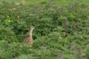 Corncrake