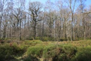 Vaccinium stand, Vale of Clara