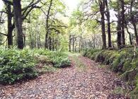 Woodland floor image