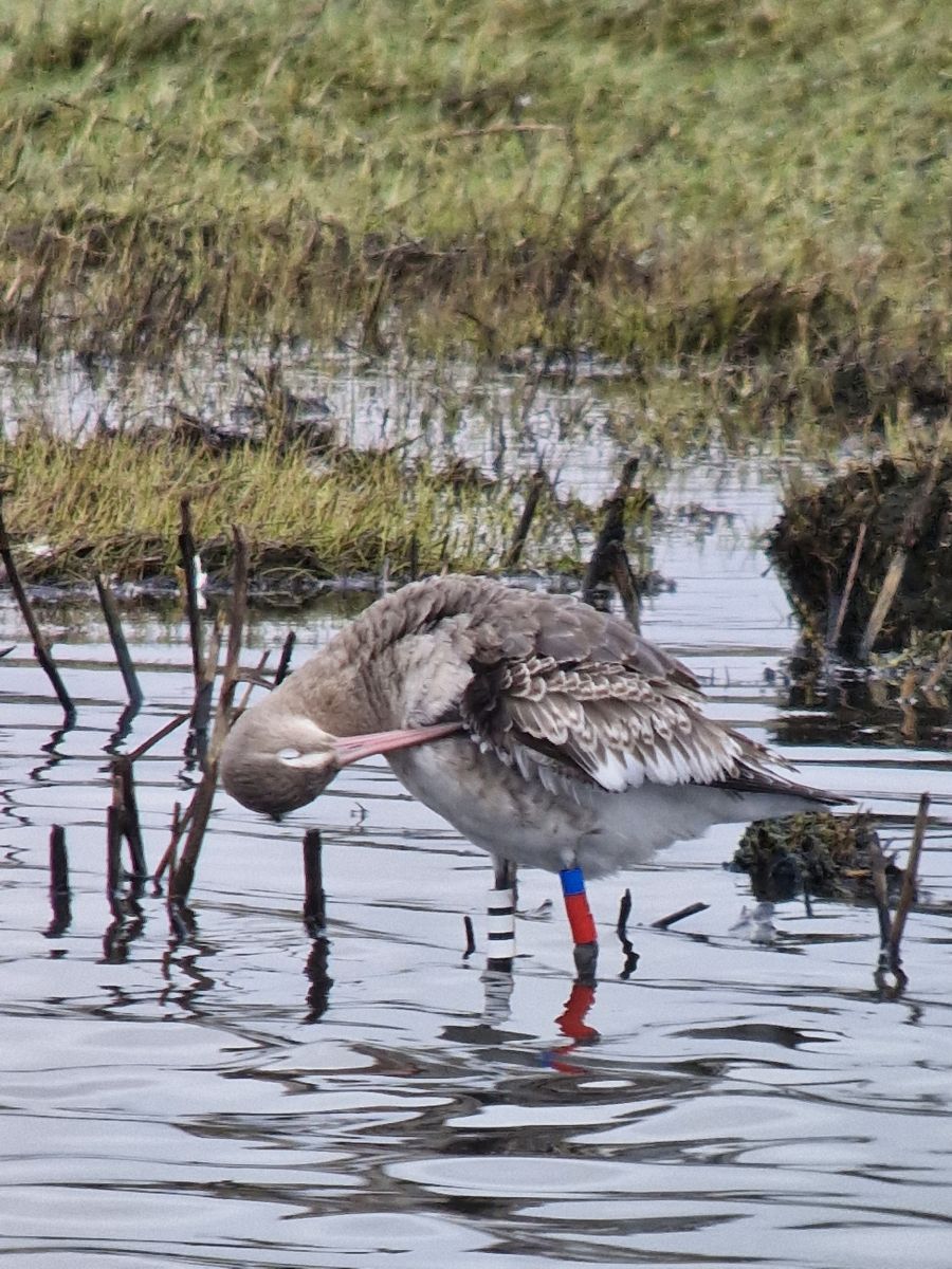 Black Tailed Godwit