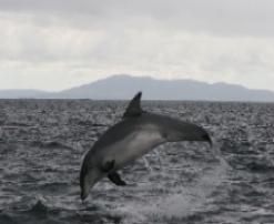 Bottlenose Dolphin III