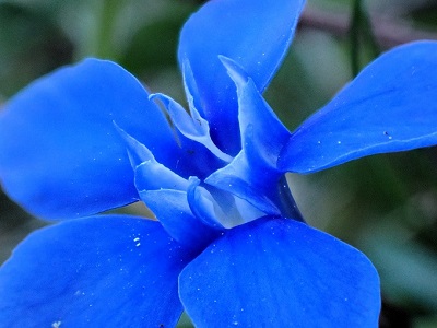 Spring Gentian