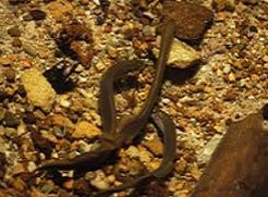 Photo of brook lamprey