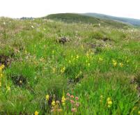 Slieve bloom NR -capard