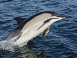 Common Dolphin