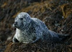 Harbour Seal